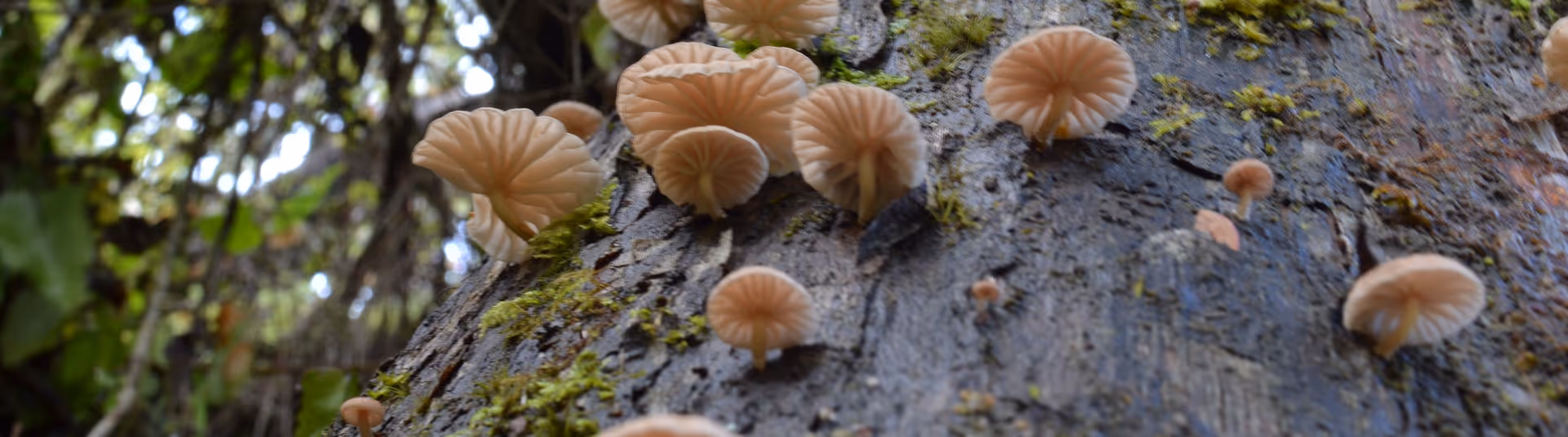 Hongos creciendo en un arbol