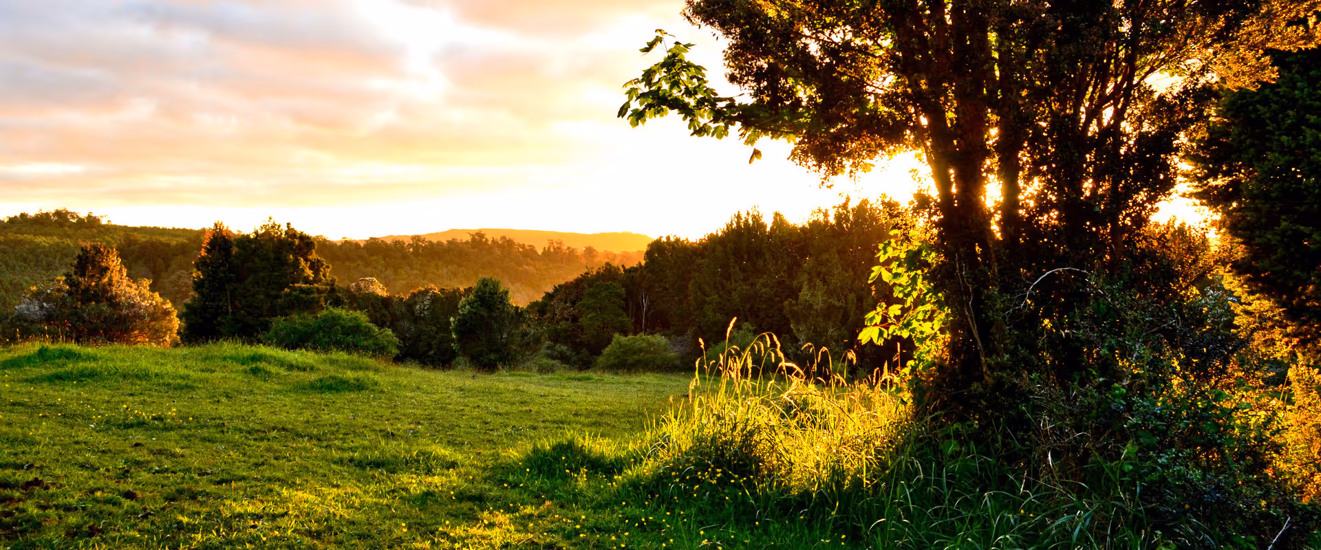 Un bosque chilote en el aterdecer
